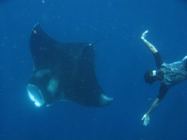 Manta rayas